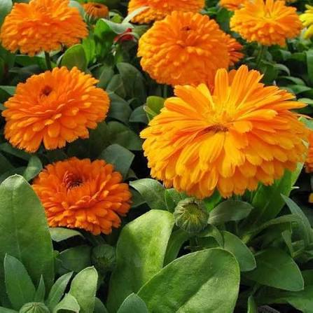 orange-yellow-calendula-flowers-green-foliage