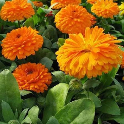 orange-yellow-calendula-flowers-green-foliage
