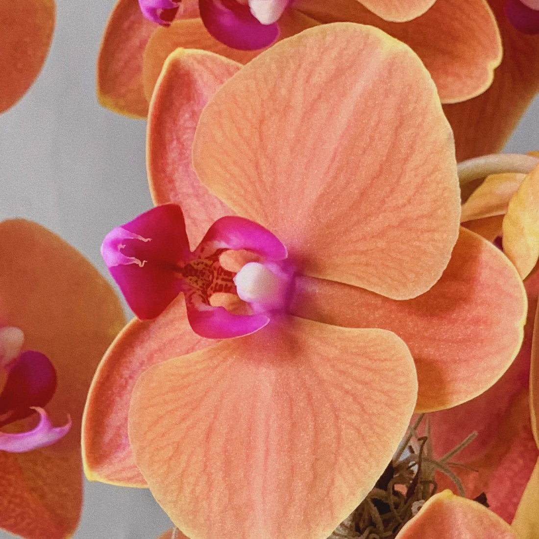 Peach Phalaenopsis flower seeds