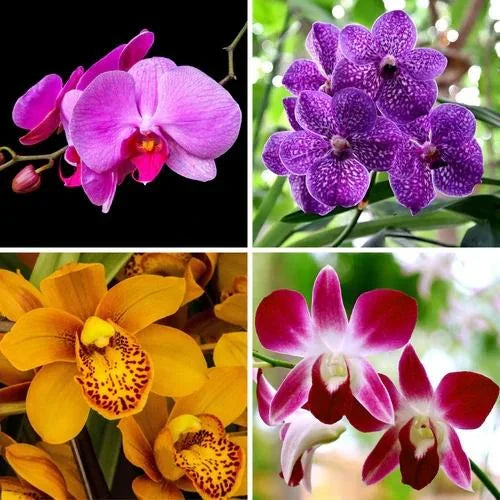 Orchid flower seeds
