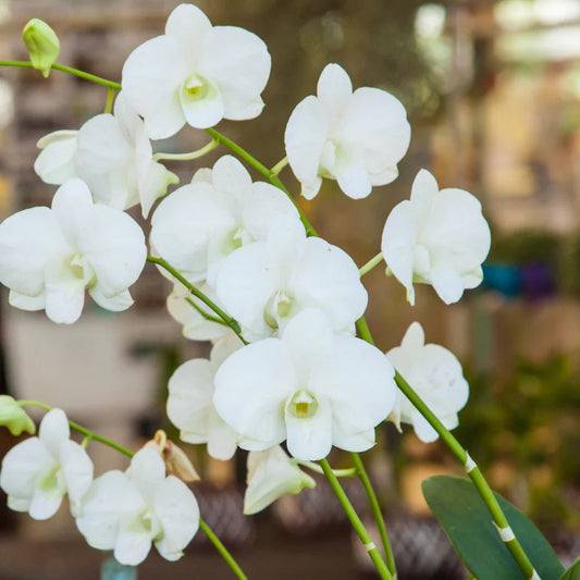 White Orchid flower seeds