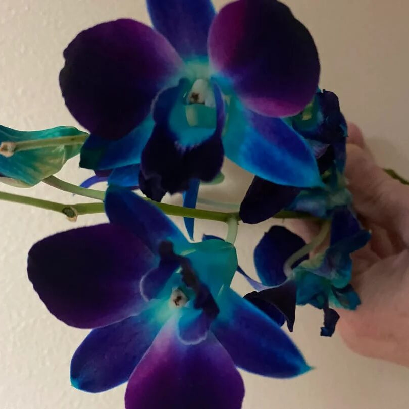 Blue-Purple Phalaenopsis Orchid plant