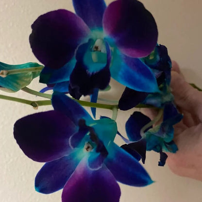 Blue-Purple Phalaenopsis Orchid plant
