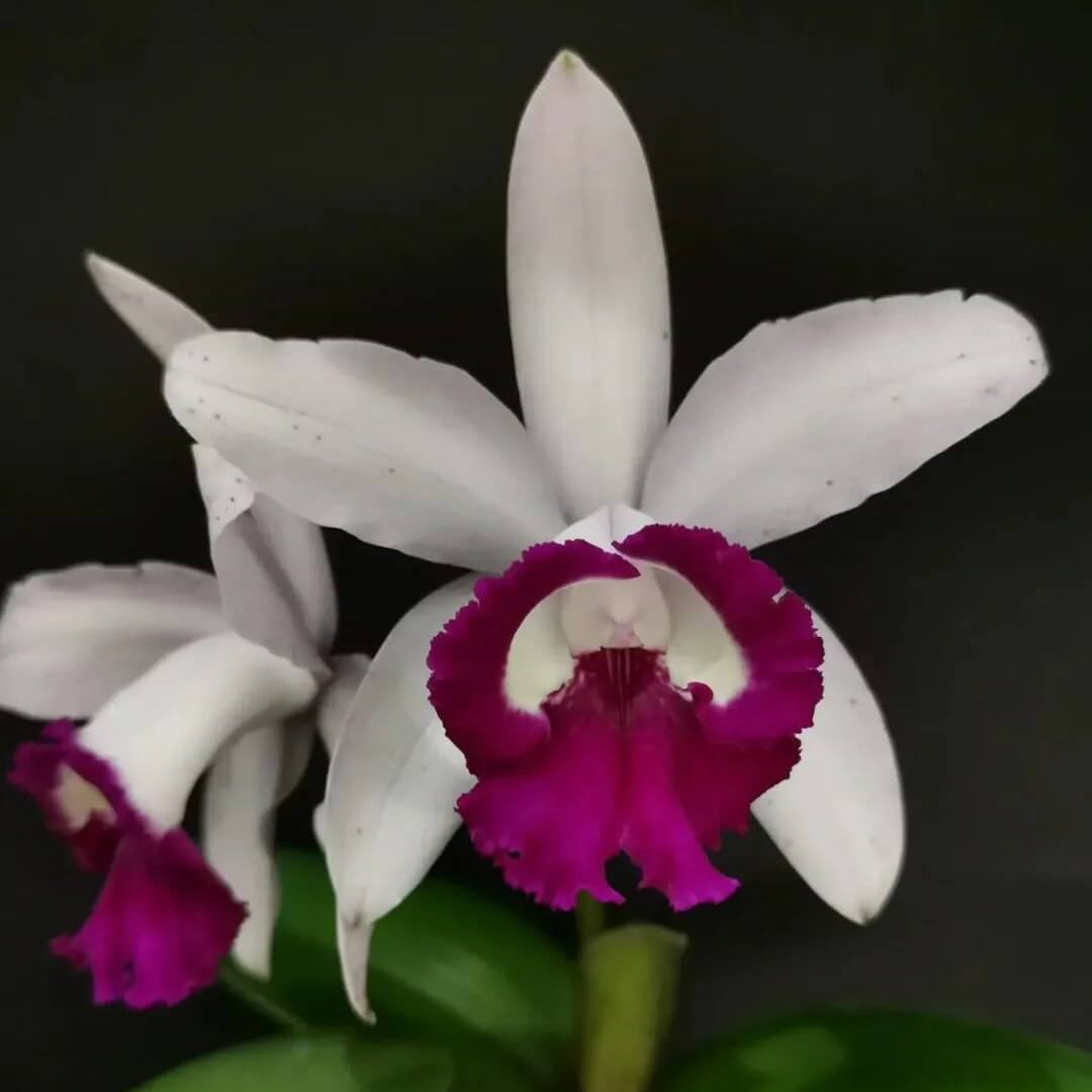 Cattleya Intermedia Orchid plant