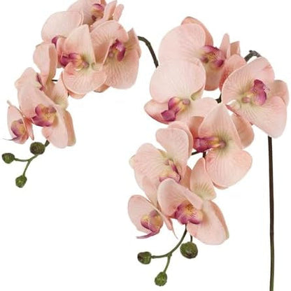 Cream Phalaenopsis Orchid plant