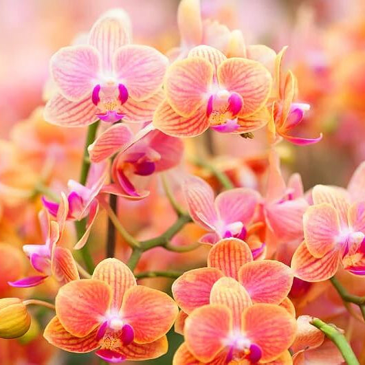 Pink Phalaenopsis Orchid plant