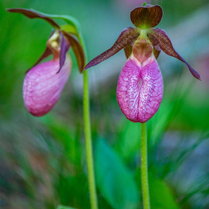 Lady's Slipper Orchid plant