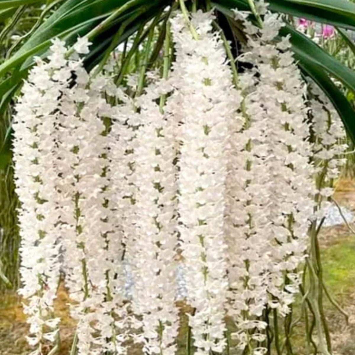 Retusa Alba Orchid plant