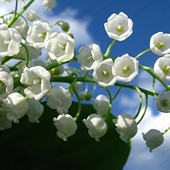 Bell Orchid plant