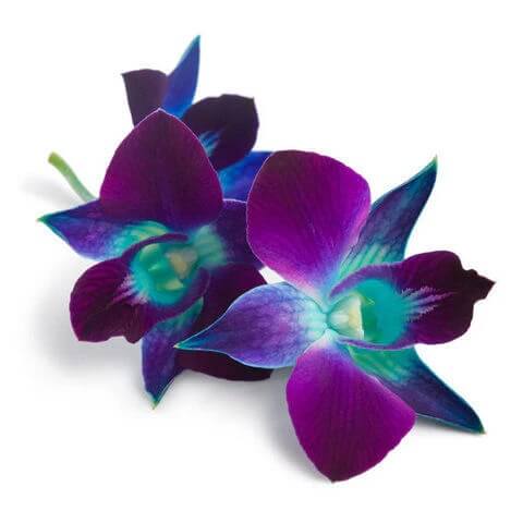 Blue-Purple Phalaenopsis Orchid plant