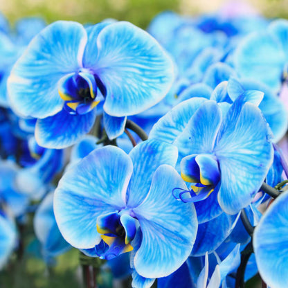 Blue Phalaenopsis Orchid plant