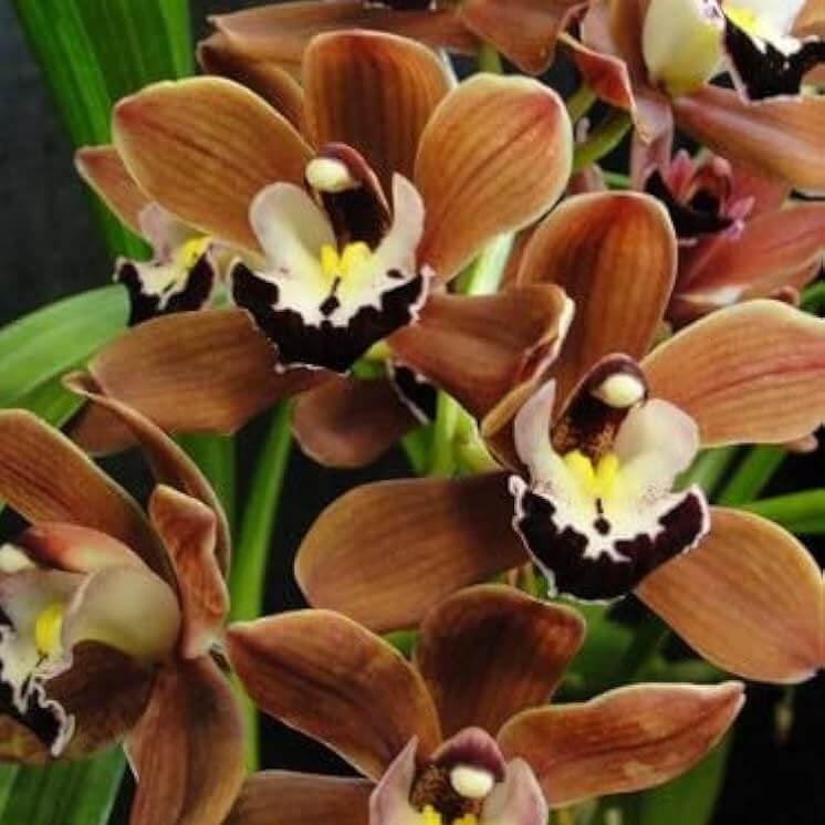 Brown Phalaenopsis Orchid plant