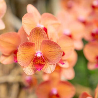 Pink Phalaenopsis Orchid plant