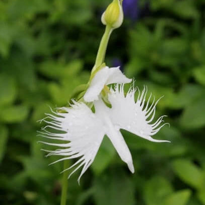 Radiata Orchid plant