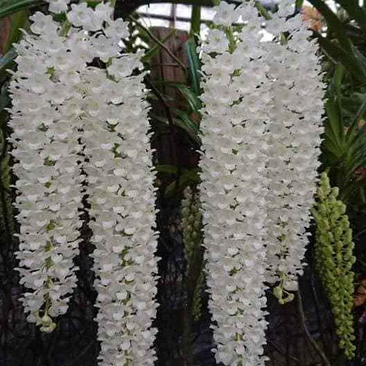 Retusa Alba Orchid plant