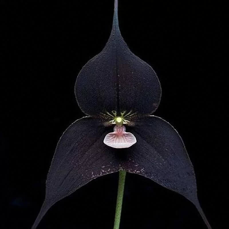 Monkey Face Orchid plant