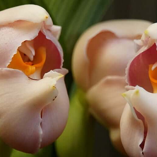 Eggs Baby Orchid plant