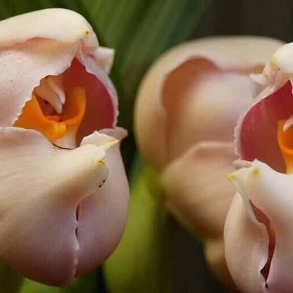 Eggs Baby Orchid plant