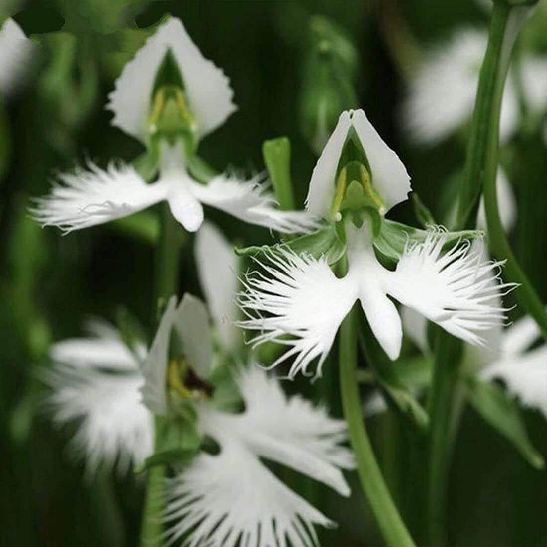 Radiata Orchid plant