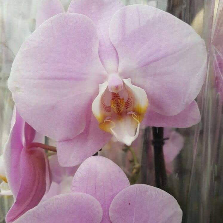 Baby Pink Orchid plant