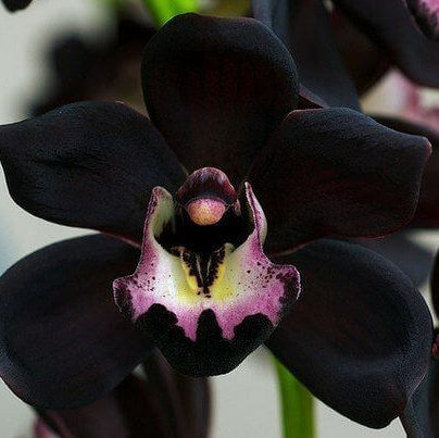 Black Cymbidium Orchid plant