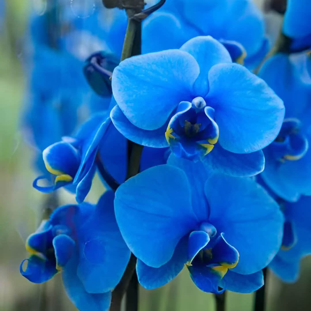 Blue Butterfly Orchid plant