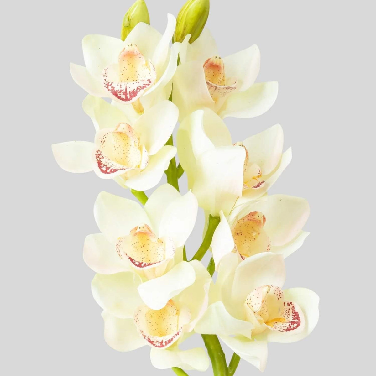 Cream Cymbidium Orchid plant