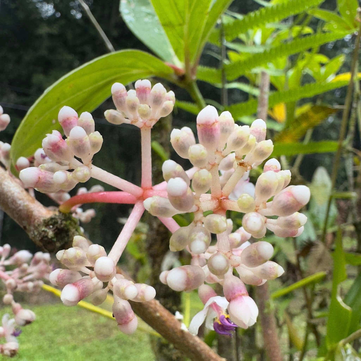 Malaysian Orchid plant