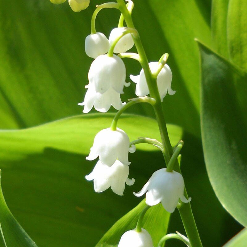 Bell Orchid plant