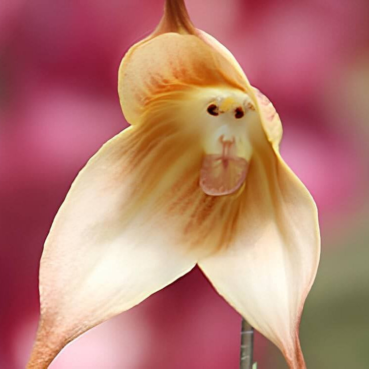 Brown Monkey Orchid plant