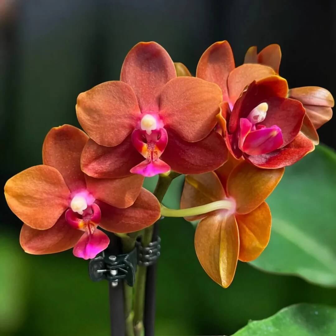 Brown Phalaenopsis Orchid plant