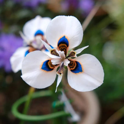 Butterfly Orchid plant