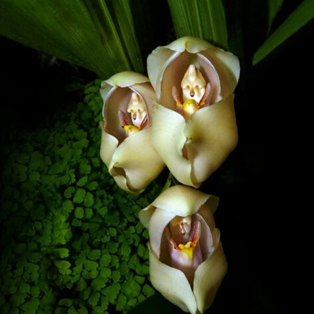 Eggs Baby Orchid plant