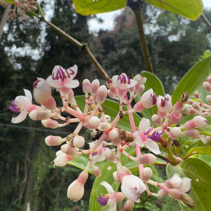 Malaysian Orchid plant