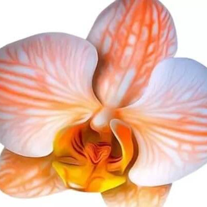 White Phalaenopsis Orchid plant