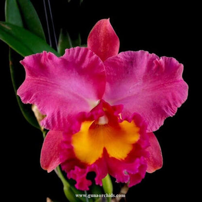 Pink Cattleya Orchid plant