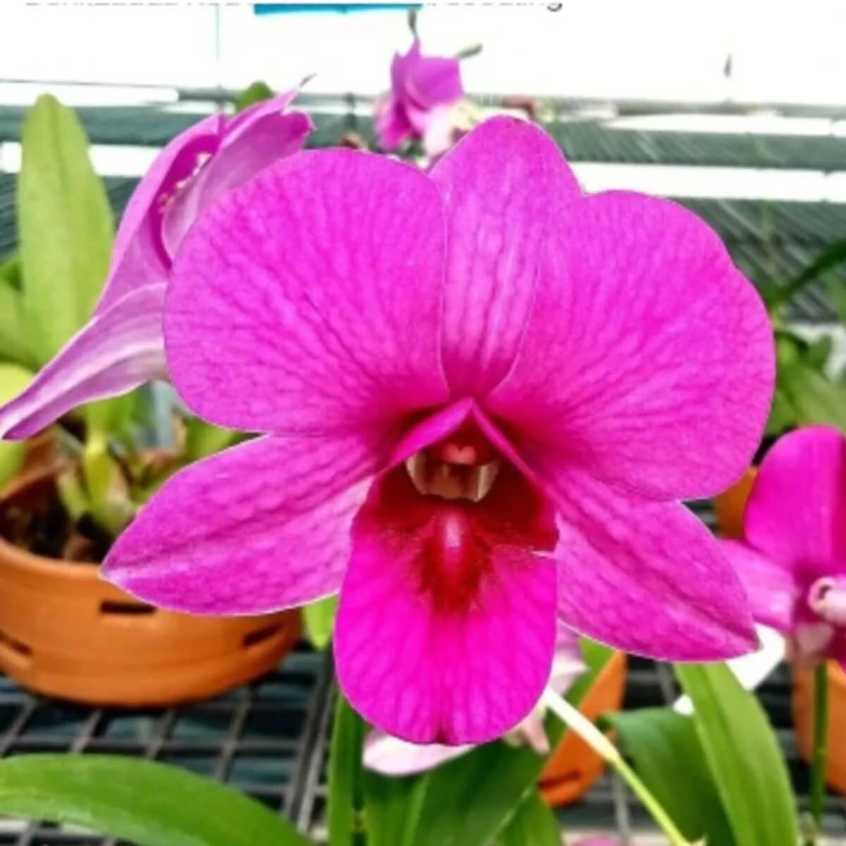 Red Dendrobium Orchid plant