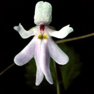Baby Face Orchid plant