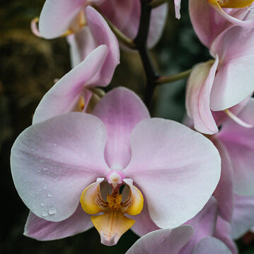 Baby Pink Orchid plant