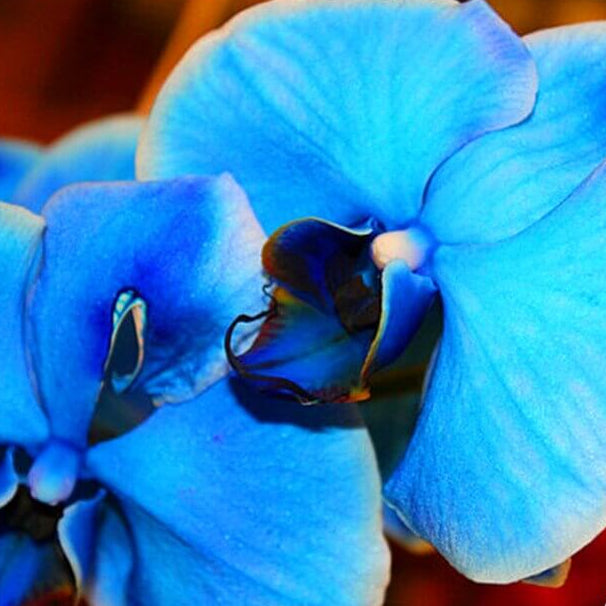 Blue Phalaenopsis Orchid plant