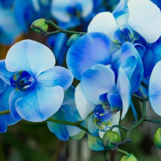 Blue Phalaenopsis Orchid plant