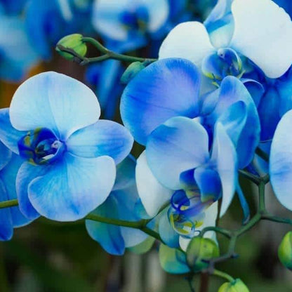 Blue Phalaenopsis Orchid plant