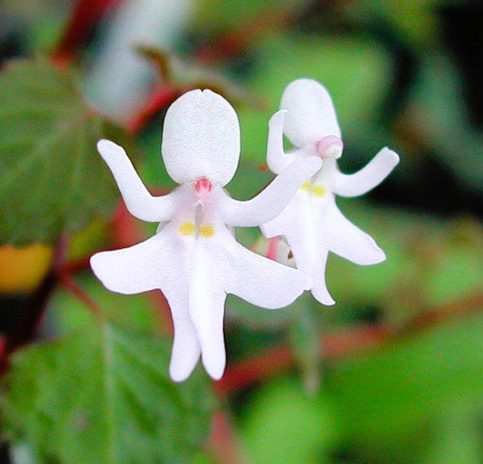 Baby Face Orchid plant