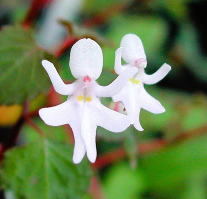 Baby Face Orchid plant
