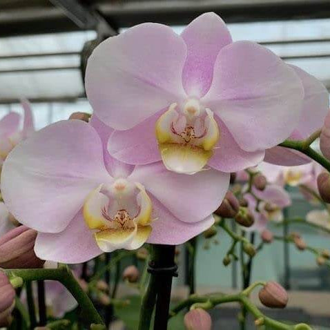 Baby Pink Orchid plant