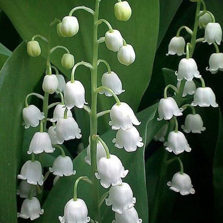 Bell Orchid plant