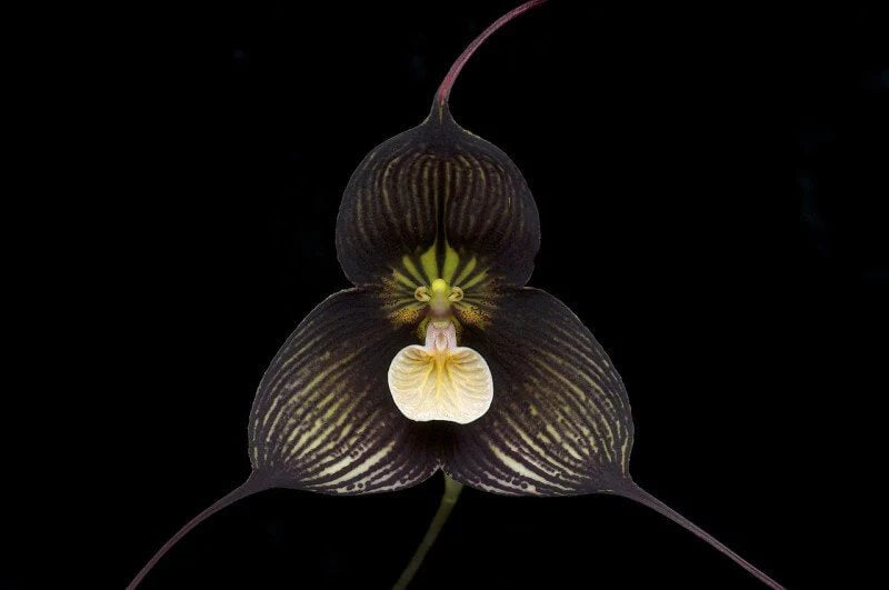 Monkey Face Orchid plant