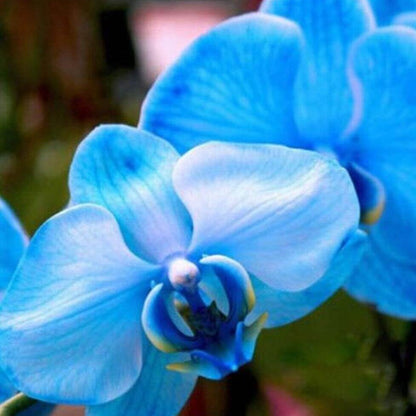 Blue Butterfly Orchid plant