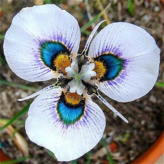 Butterfly Orchid plant