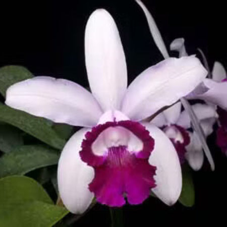 Cattleya Intermedia Orchid plant